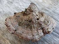 Image result for Phellinus rimosus