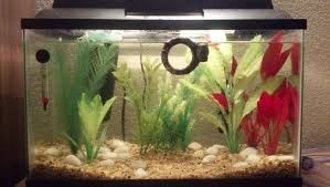 The Chateau Log Betta Fish Forum