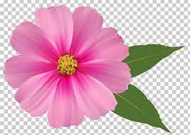 Pink Flowers Png Clipart Annual Plant Clipart Clip Art Color Cosmos Free Png Download Flower Png Images Clip Art Sunflower Images