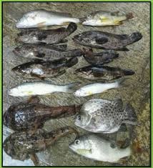 Cara memancing kakap putih di malam hari yang ketiga adalah teknik umbul. Rahasia Teknik Umpan Dan Tips Memancing Di Dermaga Agar Hasil Tangkapan Optimal Aliems Journey