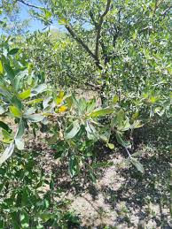 Image result for Lannea schimperi