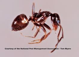 ant control 101 identify types of ants in houses