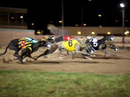 Books by racing national (author) there are 0 reviews and 0 ratings from canada. Cocaine Found In Greyhound Called Sniffing Out As Sport Chiefs Warn Of Drug Spike Among Race Dogs The Independent The Independent