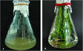 Cell Suspension Culture