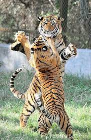 Fighting Tigers Tiger Attack Tiger Wild Cats