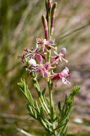 Image result for Caperonia fistulosa