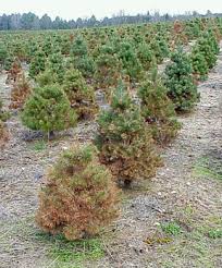 Maybe you would like to learn more about one of these? Why Are My Pine Trees Turning Brown Msu Extension