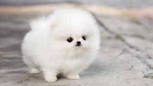 Image result for the worlds most cutest dog