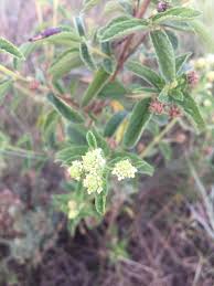 Image result for Lippia javanica