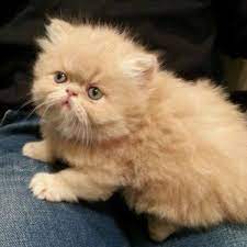 Use the form to the right to find a kitten near you. Persian Kittens For Sale In Lebanon Photos Facebook
