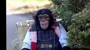 Japanese Funny Video : Pan-Kun (Chimp) & James (Bulldog) | Japanese funny,  Funny gif, Bulldog
