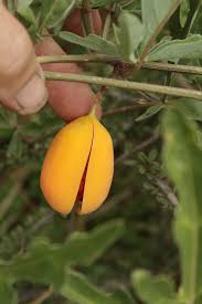 Image result for Adenia rumicifolia