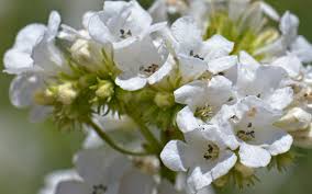 Image result for Eriosema angolense