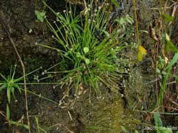 Image result for Eriocaulon truncatum