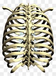 The neck of the rib is the flattened part that extends laterally from the head. Rib Cage Images Png Images Ribcage Of A Cat Free Transparent Png Clipart Images Download