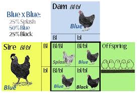 Poultry Genetics Scratch Cradle