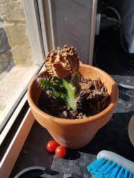 Learn how to grow the common ruby ball cactus (gymnocalycium mihanovichii), a grafted cactus featuring a colorful ball that grows atop another cactus. Ruby Ball Cactus Not Dying Thought Dead But Now Sprouting On The Sides What Should I Do Plantclinic