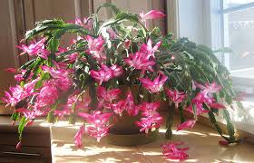 Christmas cactus is a popular houseplant because of its dazzling lilac or pink tubular flowers that bloom for a long time. Why Are My Christmas Cactus Flower Buds Falling Garden Lovers Club