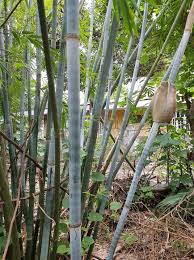 Image result for Oreobambos