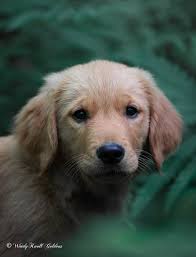 In the forest" Pearl❤