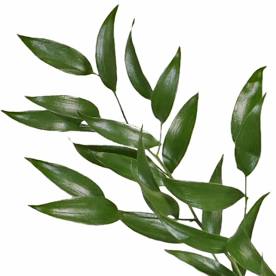 1. Greenery - Which is your favorite type of greens?