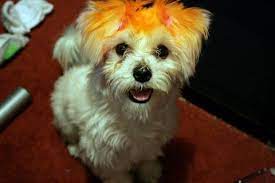 How To Dye Dog Hair Yourself At Home Using Dog Safe Hair Dye Products The First Time Dog Owner Guide Dog Hair Dye Dog Dye Diy Dog Hair Dye