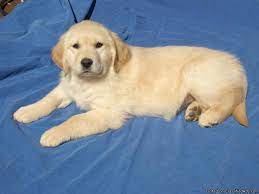 Usda licensed commercial breeders account for less than 20% of all breeders in the country. Golden Retriever Puppies Price 300 00 For Sale In Oklahoma City Oklahoma Best Pets Online