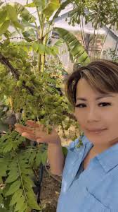 Pride of Barbados invasive tendencies