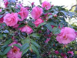 Camellia X Williamsii Eryldene Excelsis Camellia Elizabeth Cook Fountain