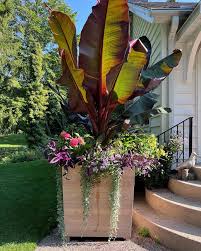 Image result for Ensete ventricosum