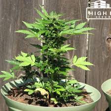 The creation of lowryder has been a lengthy process. Lowryder Autoflowering Seed High Rise Seeds Bank