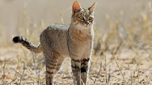 ‪This Cat is Wild - NWF | Ranger Rick‬‏