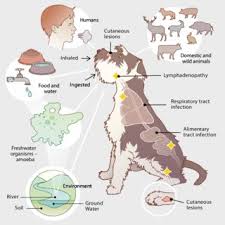 See posts, photos and more on facebook. Pdf Mycobacterium Avium An Emerging Pathogen For Dog Breeds With Hereditary Immunodeficiencies