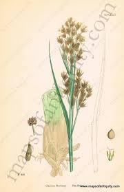 Image result for Cladium mariscus