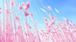 Or download beautiful pictures from the internet. 47 Cute 2048 By 1152 Wallpaper On Wallpapersafari