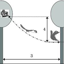 Pdf Gliding Ability Of The Siberian Flying Squirrel Pteromys Volans Orii