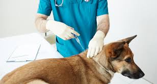 You took your dog or cat to your veterinarian once a year, your pet received the recommended vaccinations and whatever other things he or she might need, and you went on your way. How Often Does Dog Need Rabies Shot