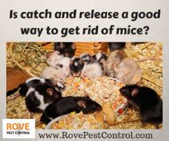 Prior to engaging in any extermination or control methods, it is necessary to properly identify your pest population. Is Catch And Release A Good Way To Get Rid Of Mice And Strategy For Rodent Control Rove Pest Control