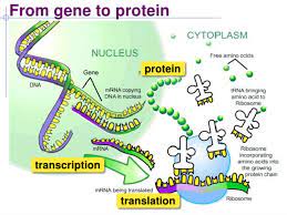 Biology Final 9th Grade Honors Diagram Quizlet