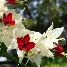 Image result for Clerodendrum rotundifolium