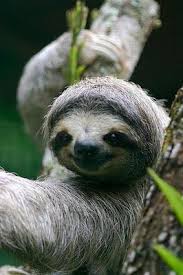 The Big Greenie Blog Spot Sloths Are Green Less Haste More Sloth Cute Sloth Pictures Cute Baby Sloths Sloth
