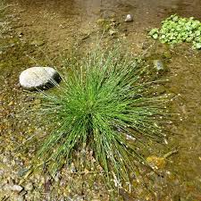 Image result for Eleocharis geniculata