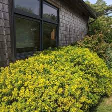 Image result for Hypericum humbertii