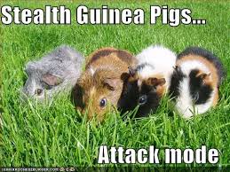 Pin On Guinea Pig Memes Humor