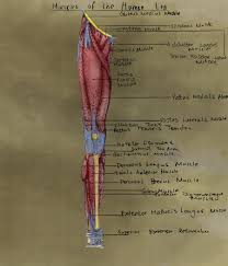 The leg muscles are organized in 3 groups: Leg Muscles Diagram Free Large Images