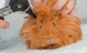 Sounds like your piggie needs some professional attention. When Does A Guinea Pig Need To See A Vet Celia Haddon