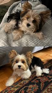 Image result for yorkshire haircut