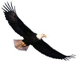 Update 4 1 2016 03 22 The New American Bald Eagle Hot Dogs Will Be Available Nationwide On The Second Tuesday Of Next Week De Bald Eagle Eagle Bird Clipart