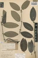 Image result for Sherbournia