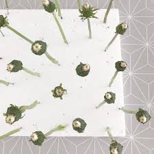 Pusteblume Haltbar Machen Zum Verschenken Blumen Basteln Basteln Fruhling Basteln Fruhling Sommer
